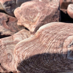 Бутовый галтованный тигровый розовый